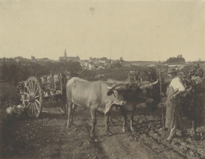 Man with oxen; Attributed to Adolphe Braun, French, 1811 - 1877, about 1860; Carbon print; 20.2 x 26.1 cm, 7 15,16 x 10 1,4 in