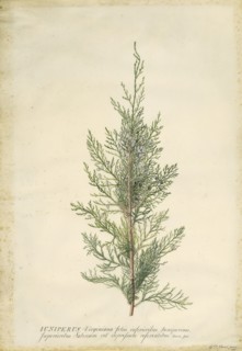 Juniper; Georg Dionysius Ehret, German, 1708 - 1770, Germany; 1745; Gouache and graphite on vellum; 52.5 x 36.7 cm