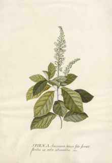 Spiraea; Georg Dionysius Ehret, German, 1708 - 1770, Germany; 1743; Gouache and graphite on vellum; 47.3 x 33.7 cm