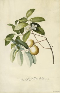 Guava; Georg Dionysius Ehret, German, 1708 - 1770, Germany; 1750s; Gouache and graphite on vellum; 52.7 x 35.6 cm