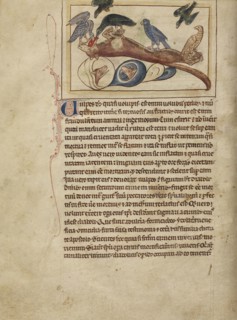 Foxes; England; about 1250 - 1260; Pen-and-ink drawings tinted with body color and translucent washes on parchment; Leaf