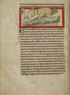 A Hyena; England; about 1250 - 1260; Pen-and-ink drawings tinted with body color and translucent washes on parchment; Leaf