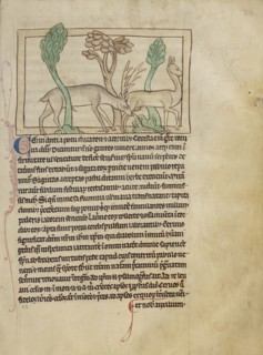 Deer; England; about 1250 - 1260; Pen-and-ink drawings tinted with body color and translucent washes on parchment; Leaf