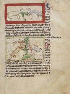 Lambs; Goats; England; about 1250 - 1260; Pen-and-ink drawings tinted with body color and translucent washes on parchment; Leaf
