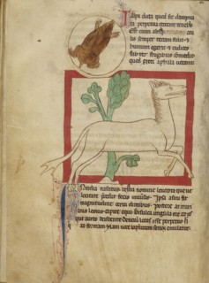 A Mole; A Leucrota; England; about 1250 - 1260; Pen-and-ink drawings tinted with body color and translucent washes on parchment