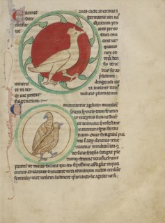 A Hercinia; Partridges; England; about 1250 - 1260; Pen-and-ink drawings tinted with body color and translucent washes