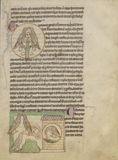 Turtledoves; Doves; England; about 1250 - 1260; Pen-and-ink drawings tinted with body color and translucent washes on parchment