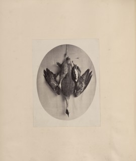 Dead Fowl; India; about 1881; Albumen silver print