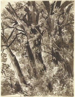 Trunks and Branches; Franz Innocenz Kobell, German, 1749 - 1822, Germany; about 1797 - 1819; Brown ink and wash; 21.2 x 16.4 cm