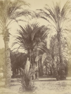 Gous; Théodule Devéria, French, 1831 - 1871, Gous, Egypt; 1859 - 1862; Albumen silver print