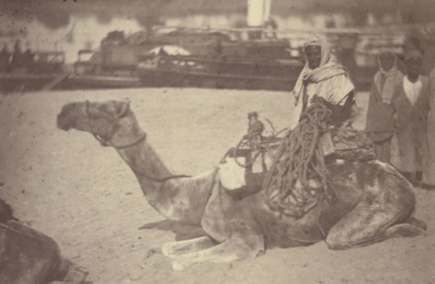 Camel with Native Men on the Bank of the Nile; Théodule Devéria, French, 1831 - 1871, France; 1865; Albumen silver print