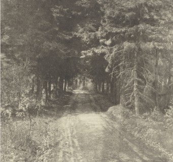 Fir Woods near Leith Hill, Surrey; Frederick H. Evans, British, 1853 - 1943, London, England; negative 1909; print 1911