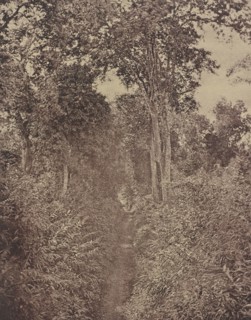No. 120. Rangoon. Tiger Alley; Capt. Linnaeus Tripe, English, 1822 - 1902, Kolkata, India; 1855; Albumenized salted paper print