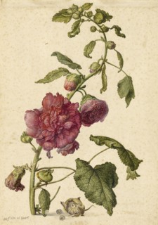 A Hollyhock; Herman Saftleven the Younger, Dutch, 1609 - 1685, Holland, Europe; September 21, 1682; Watercolor, gouache