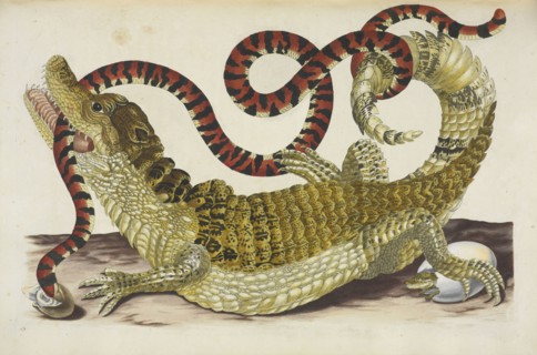 Surinam caiman, probably Paleosuchus palpebrosus, biting South American false coral snake, Anilius scytale, Maria Sybilla