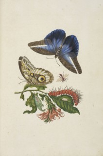 Cardinal's guard flower, Pachystachys coccinea, with owl butterfly, Caligo idomeneus, and unidentified larva, Maria Sybilla