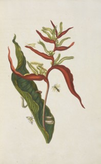 Musaceae plant, Heliconia acuminata, with metamorphosis of southern armyworm, Spodoptera eridania, unidentified moth