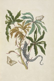 Branch of a cassava, Manihot esculenta, with black tegu or lizard, Tupinambis nigropunctatus, and white peacock butterfly