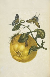 Pomelo or shaddock, Citrus maxima, with metamorphosis of moth, Urania leilus, Maria Sybilla Meriaen Over de voortteeling