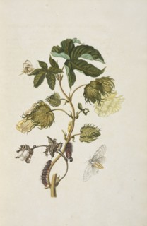 Branch of a cotton tree in flower, Gossypium barbadense, with butterfly, Helicopis cupido, and metamorphosis of moth of