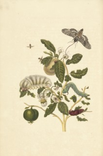 Guava, Psidium guineense, with hairy larva species of Podalia or Megalopyge, and larva and pupa of tobacco hawk moth Manduca