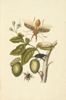 Branch of a genip tree, Genipa americana, with South American palm weevil, Rhynchophorus palmarum, unknown hairy larva, species