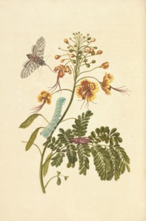 Peacock flower, Caesalpinia pulcherrima, and metamorphosis of tobacco hawk moth, Manduca sexta, Maria Sybilla Meriaen Over de