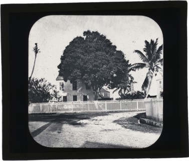 House with white picket fence and tree, Belize, ?, Augustus and Alice Dixon Le Plongeon papers, 1763-1937, bulk 1860-1910