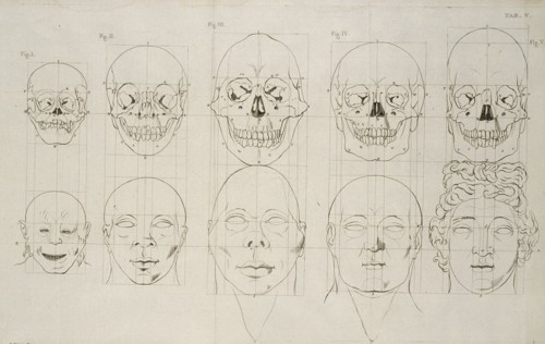 Tab. V, Dissertation sur les variétés naturelles qui caractérisent la physionomie des hommes des divers climats