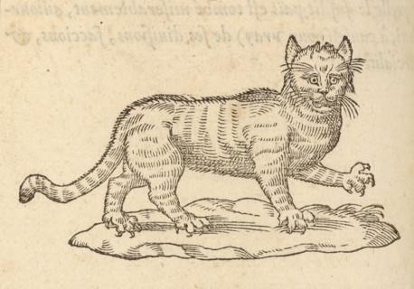 Le Chat, Devises heroïqves, Paradin, Claude, 16th cent., Salomon, Bernard, ca. 1506-ca. 1561, Woodcut, 1557, Woodcut