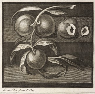 Plate 55, detail of bottom left, Delle antichità di Ercolano, Carcani, Pasquale, 1721-1783, Engraving, c. 1757-1792