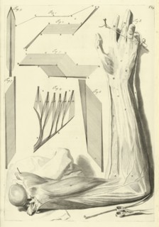 Plate 64, Godefridi Bidloo, medicinae doctoris and chirurgi, Anatomia humani corporis: centum and quinque tabulis