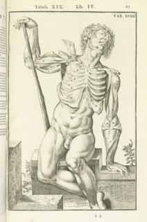 Lib. IV, Tabula XIX, Lib. IV, Adriani Spigelii Bruxellensis equitis D. Marci, olim in Patavino gymnasio anatomiae et chirurgiae