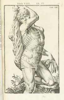 Lib. IV, Tabula VIII, Lib. IV, Adriani Spigelii Bruxellensis equitis D. Marci, olim in Patavino gymnasio anatomiae et chirurgiae