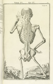 Tabula IV, Lib. IV., Tab. VI., Tabula IV, Lib. IV. Adriani Spigelii Bruxellensis equitis D. Marci, olim in Patavino gymnasio