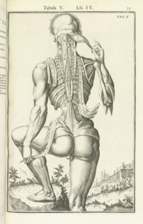 Lib. IV., Tabula V, Lib. IV. Adriani Spigelii Bruxellensis equitis D. Marci, olim in Patavino gymnasio anatomiae et chirurgiae