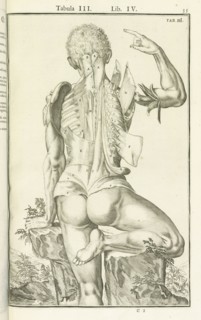 Lib. IV, Tabula III, Lib. IV, Adriani Spigelii Bruxellensis equitis D. Marci, olim in Patavino gymnasio anatomiae et chirurgiae