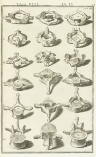 Lib. II, Tabula VIII, Lib. II, Adriani Spigelii Bruxellensis equitis D. Marci, olim in Patavino gymnasio anatomiae et chirurgiae