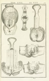 Lib. VIII, Tabula XVII, Lib. VIII, Adriani Spigelii Bruxellensis equitis D. Marci, olim in Patavino gymnasio anatomiae