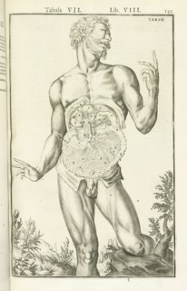 Lib. VIII, Tabula VII, Lib. VIII, Adriani Spigelii Bruxellensis equitis D. Marci, olim in Patavino gymnasio anatomiae