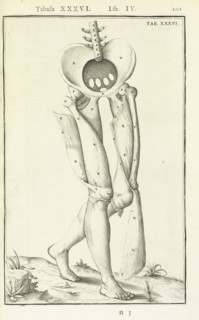 Lib. IV, Tabula XXXVI, Lib. IV, Adriani Spigelii Bruxellensis equitis D. Marci, olim in Patavino gymnasio anatomiae