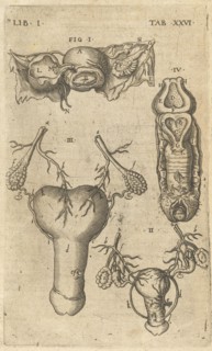 Lib. I. Tab. XXVI. Caspari Bauhini Basileensis Theatrvm anatomicum: novis figuris oeneis illustratum et in lucem emissum opera