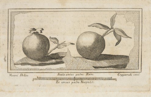 Fruit, Delle antichità di Ercolano, Baiardi, Ottavio Antonio, 1694-1764, Engraving, 1757-1792, Plate 11 in volume 2, page 64