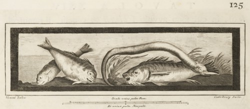 Tavola XXIV, Delle antichità di Ercolano, Baiardi, Ottavio Antonio, 1694-1764, Engraving, 1757-1792, Plate 24 on page 125.