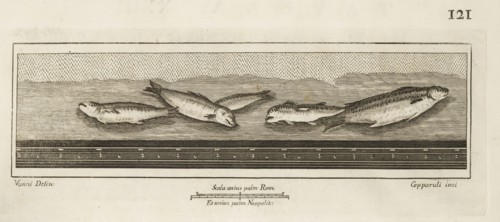 Tavola XXIII, Delle antichità di Ercolano, Baiardi, Ottavio Antonio, 1694-1764, Engraving, 1757-1792, Plate 23