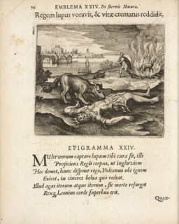 Emblema XXIV: Regem lupus voravit, and vitae crematus reddidit, Michaelis Majeri, Secretioris naturae secretorum scrutinium