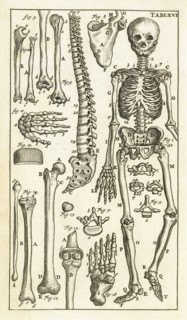 Tab. LXVI, Steph. Blancardi Anatomia reformata, sive, Concinna corporis humani dissectio, ad neotericorum mentem adornata