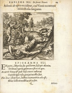 Emblema XLI: Adonis ab apro occiditur, cui Venus accurrens tinxit Rosas sanguine. Michaelis Majeri, Secretioris naturae