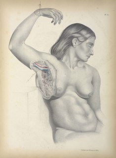 Pl. 14, Surgical anatomy, Maclise, Joseph, Lithography, 1851, Colored lithograph. Maclise is the author and illustrator