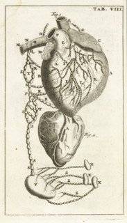 Tab. VIII, Steph. Blancardi Anatomia reformata, sive, Concinna corporis humani dissectio, ad neotericorum mentem adornata